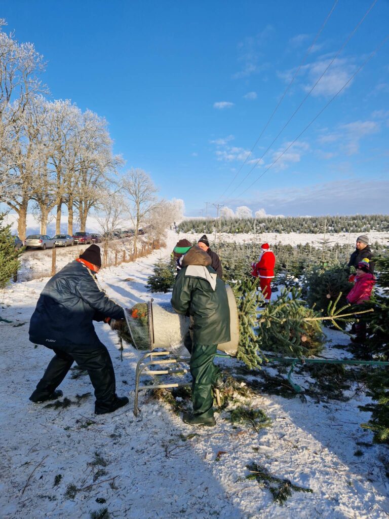 Kaszubska Choinka 15 Chynowie