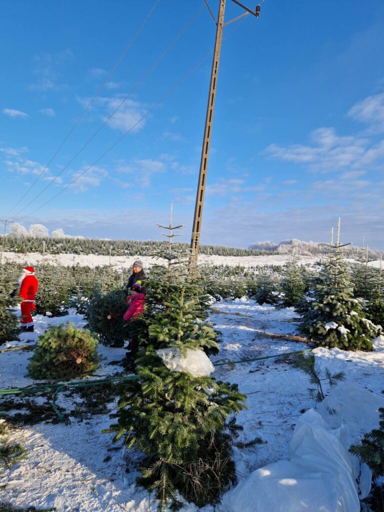 Kaszubska Choinka 18 Chynowie